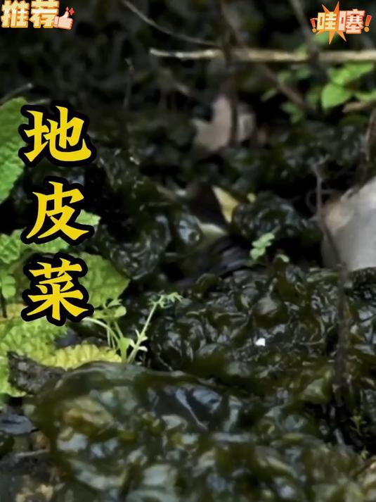 你知道地皮菜是什么吗