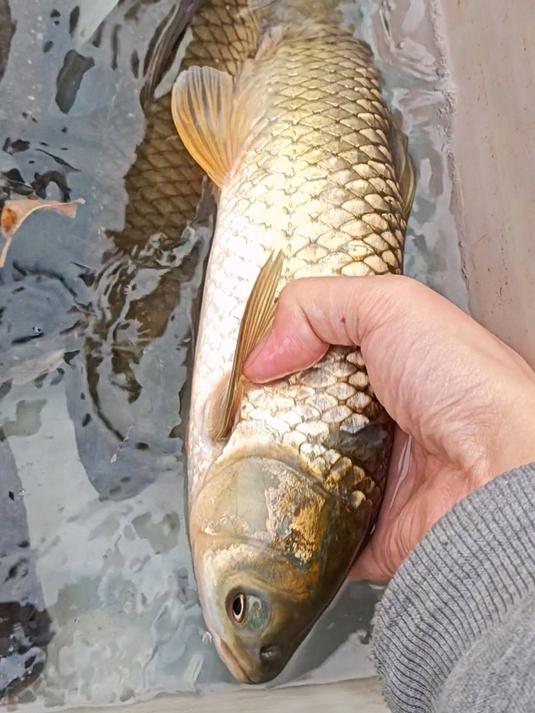 瘦身氹仔鱼,可能不输野生,广州莲花山码头