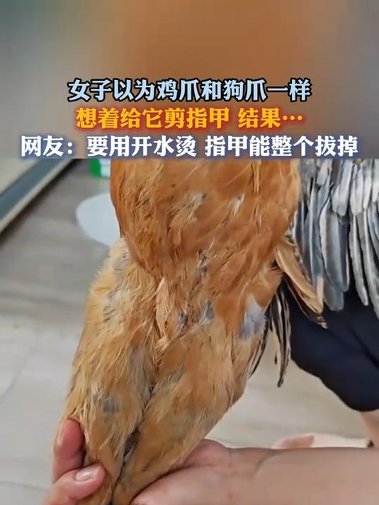女子以为鸡爪和狗爪,一样想着给它剪指甲