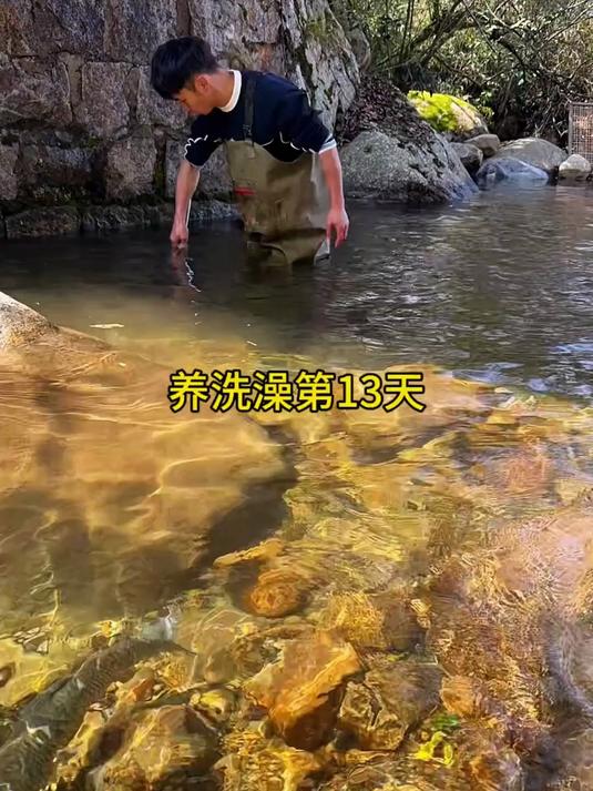 养洗澡鱼第13天!把生病鲤鱼全部抓起来看看能不能救活