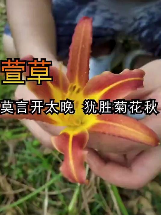 你见过黄花菜吗?这个长得像但不能乱吃