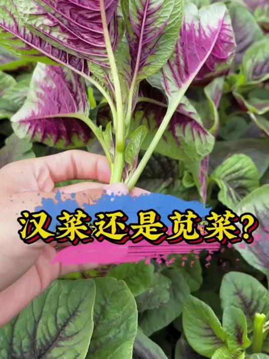 高营养红叶苋菜籽,一掐侧枝生,多茬吃不停!
