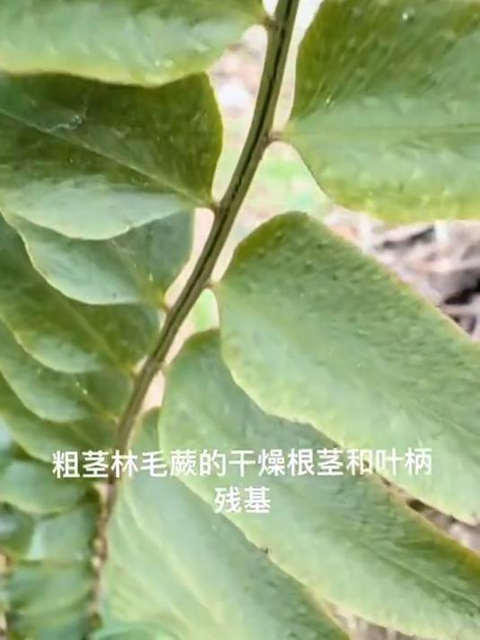 贯众蕨 又名乌鸡头，是鳞毛蕨科贯众属的多年生草本植物