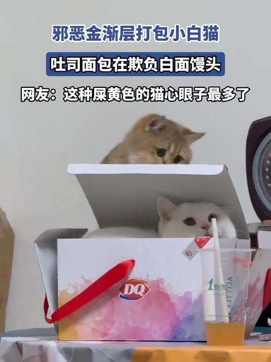 邪恶金渐层打包小白猫,吐司面包在欺负白面馒头