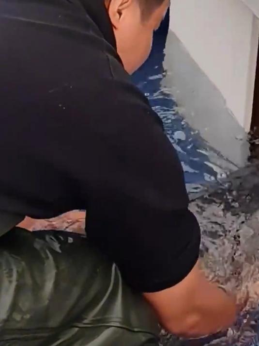 近两米长中华鲟顺着白色滑道跃入长江,超22万二代中华鲟放流长江