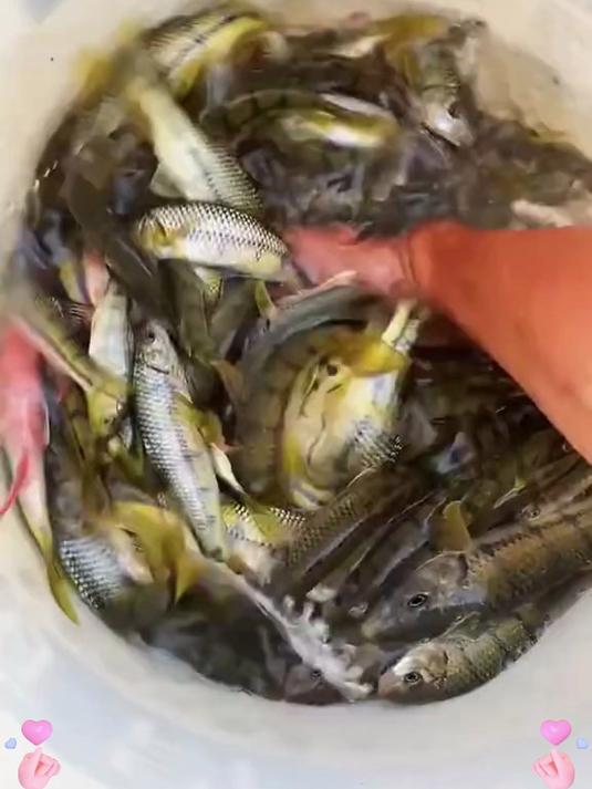 溪流小鱼克星!微型鱼饵针对性强,麦穗鱼都能钓满桶