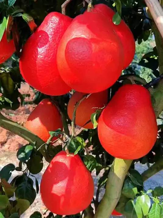 想种好吃又好看的水果?暹罗红柚别错过!纯甜无酸