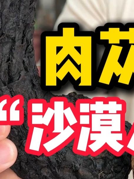 沙漠人参肉苁蓉,你真的了解吗?