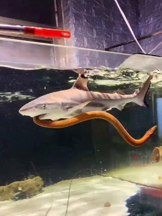 鲨鱼咬合力不恐怖、恐怖的是撕咬能力！海水真鲨鱼！不是淡水鲶