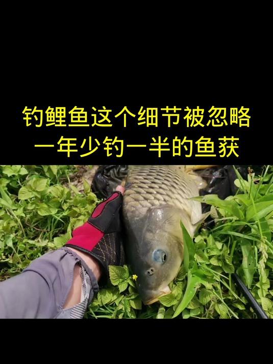 钓鲤鱼这个细节被忽略,一年少钓一半的鱼获