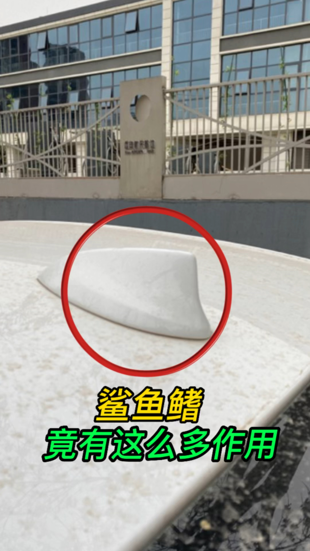 鲨鱼鳍的作用,你知道吗#汽车知识