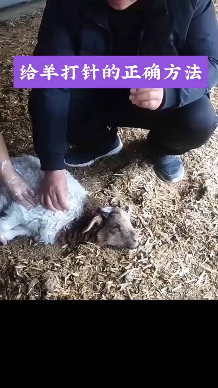 给羊打针的正确方法
