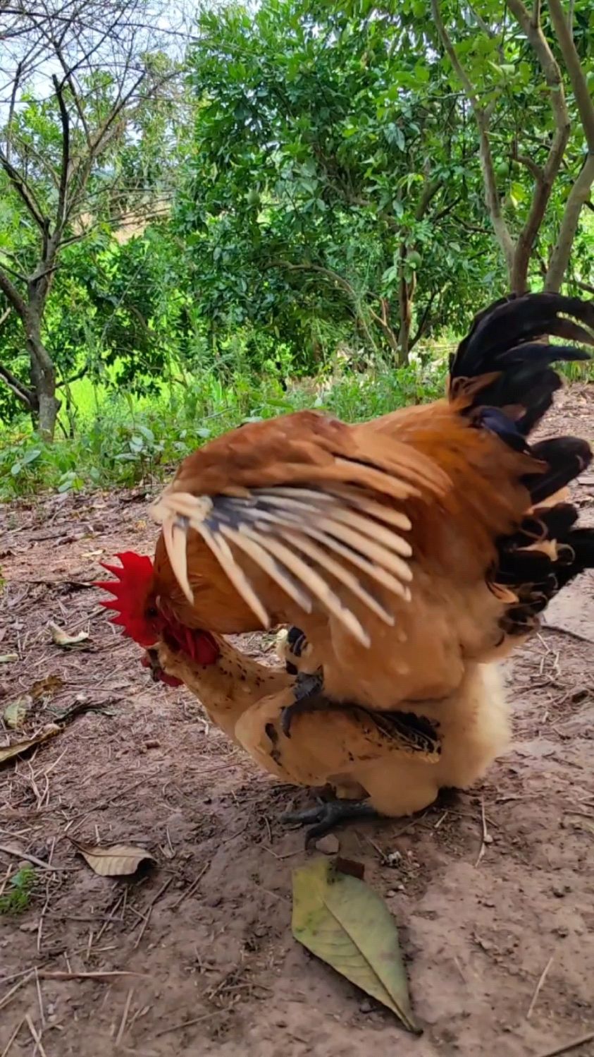 土公鸡的套路越来越深了,简直猝不及防,芦花大公鸡都被套路了