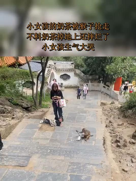 小女孩的奶茶被猴子抢走，不料奶茶掉地上还摔烂了！小女孩生气大哭