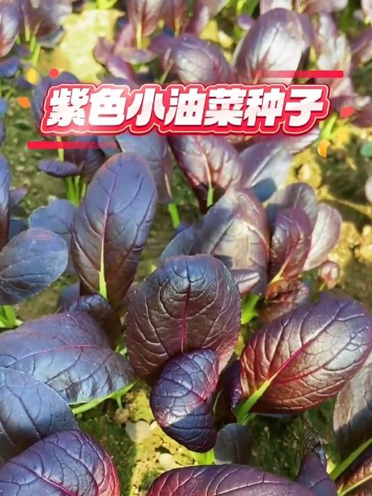 天寒地冻照样生长,小油菜好吃好种,紫色叶片富含花青素!