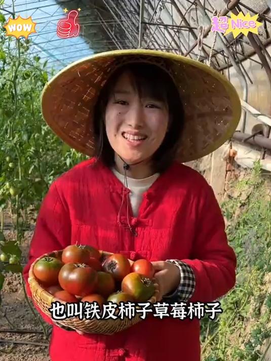 找到了正宗的铁皮柿子酸甜可口蕃茄味超浓郁太适合生吃了
