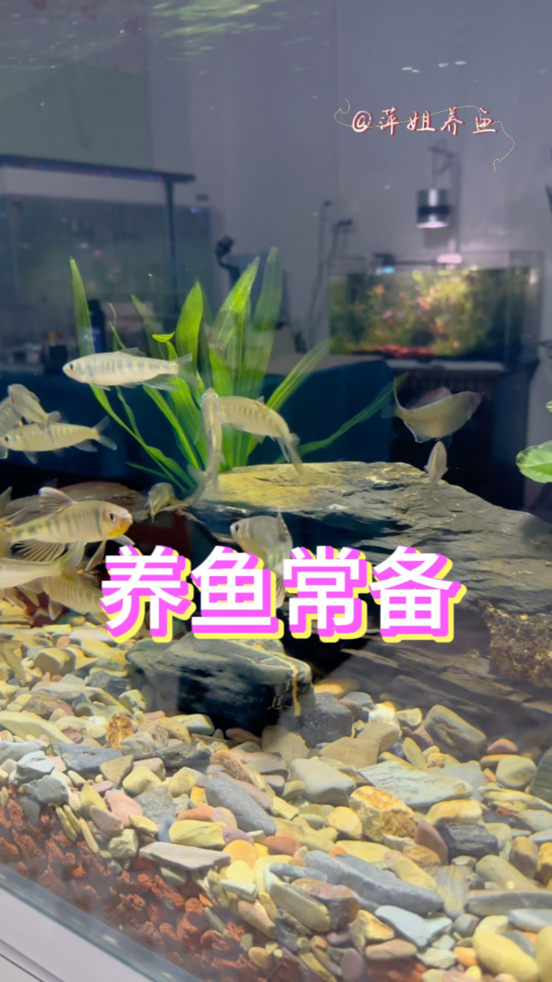 春季是观赏鱼病害的高发期。#水族 #养鱼日记 #观赏鱼交叉感染