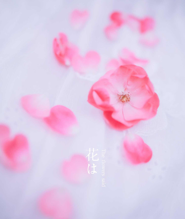 图片[11]-花儿说-六色网