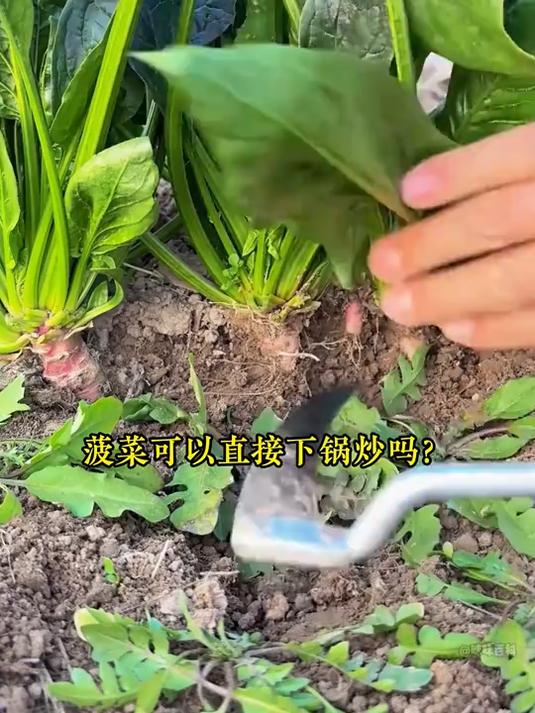 这些蔬菜得先焯水再炒,平时都吃对了没?#蔬菜#