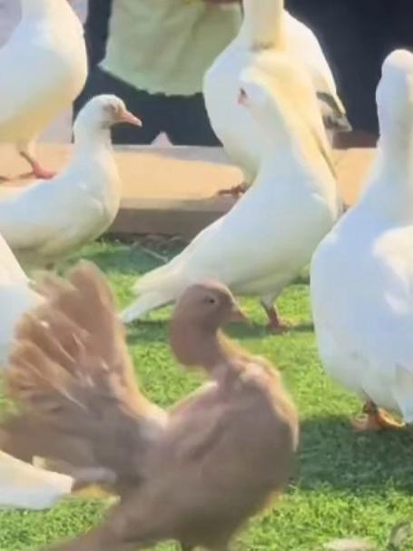 鸽与鸭的奇遇，一只鸭子混入鸽群，鸭：报告，成功打入内部