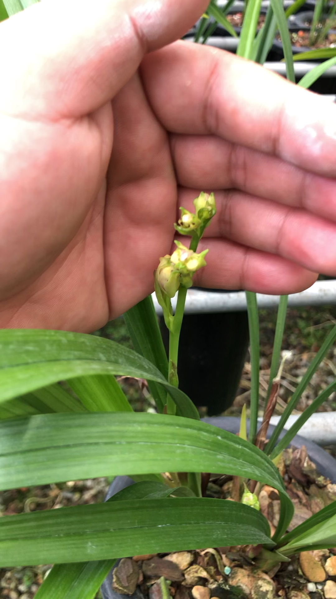 兰花建兰大白菜也叫彩云追月