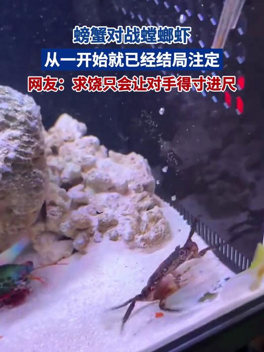 螃蟹对战螳螂虾 从一开始就已经结局注定 网友:求饶只会让对手得寸进尺
