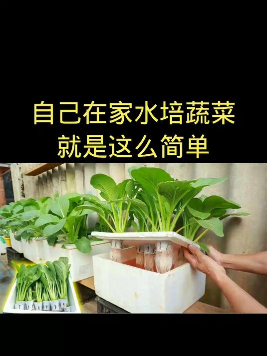 自己在家水培蔬菜就是这么简单