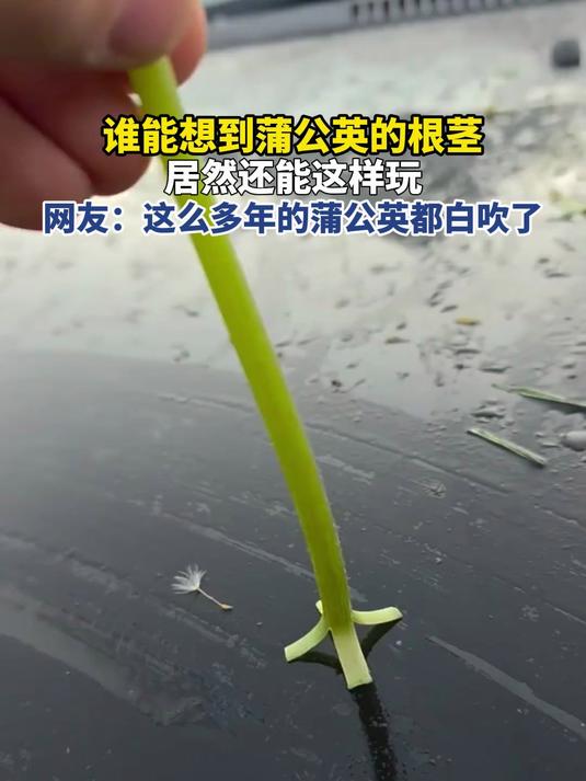 谁能想到蒲公英的根茎，居然还能这样玩，网友：这么多年的蒲公英都白吹了#金榜同行时#