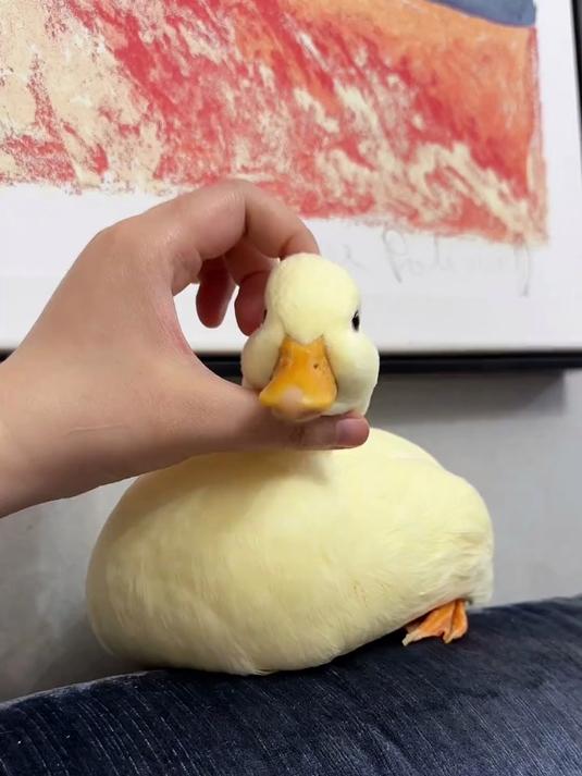 这小鸭子轻松拿捏！