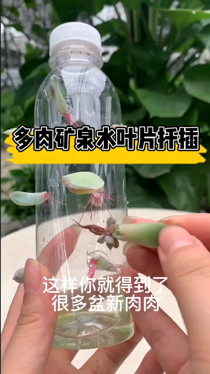 多肉如何用矿泉水瓶扦插