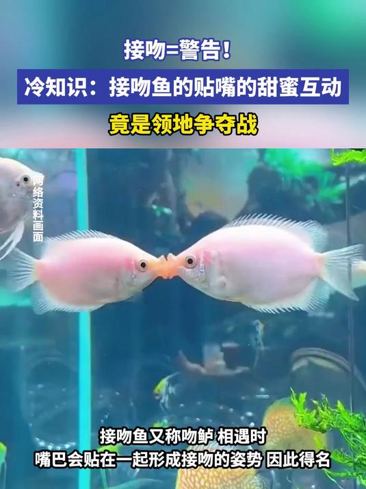 接吻鱼的贴嘴的甜蜜互动竟是领地争夺战