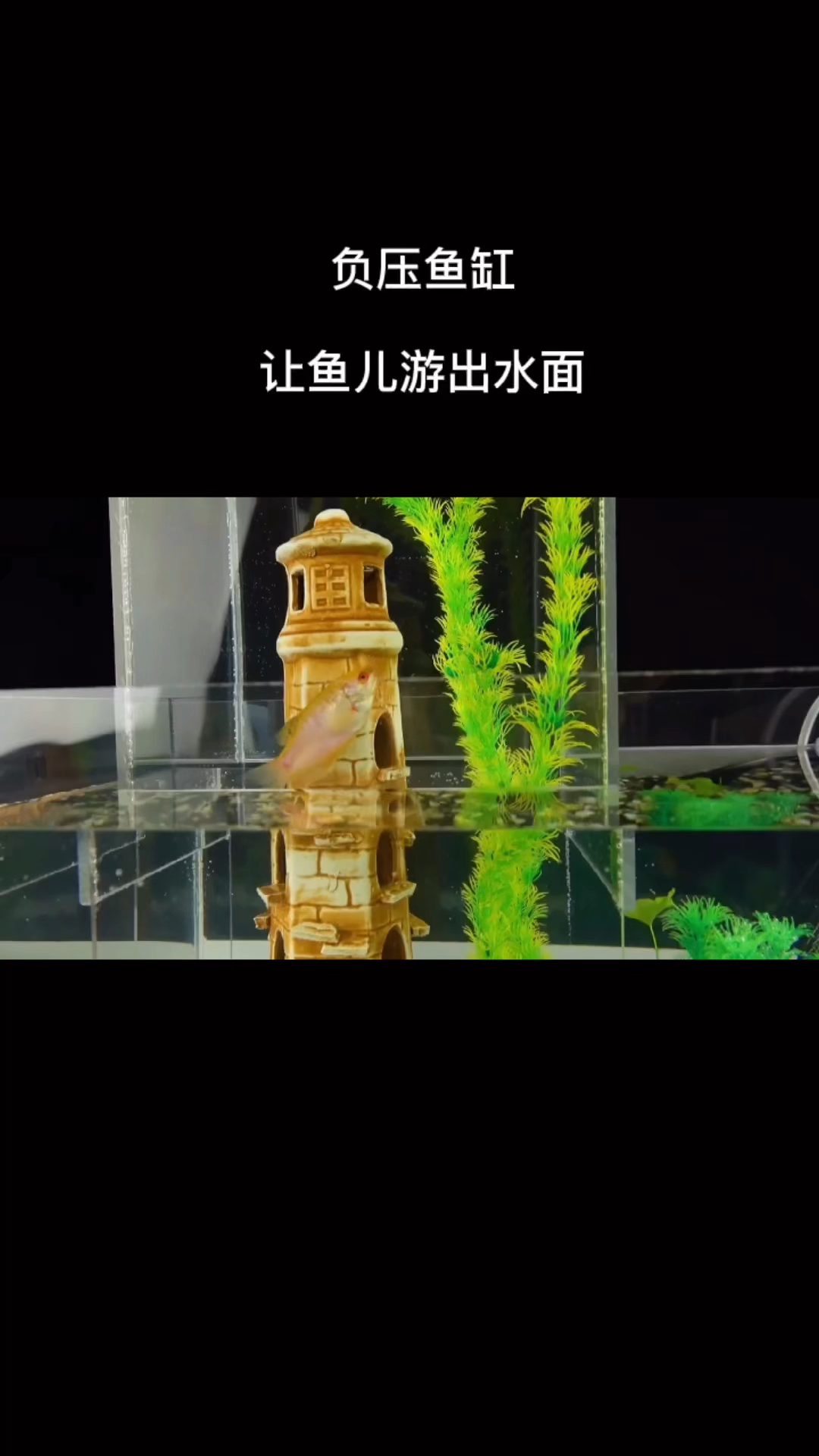 让鱼儿游出水面,负压鱼缸的乐趣。