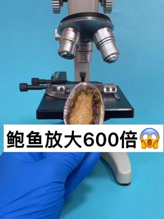 鲍鱼一定要煮熟再吃……