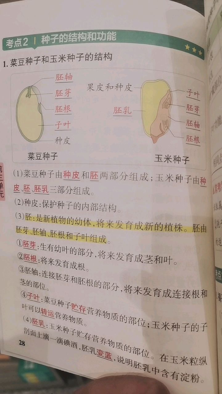 七年级生物知识:菜豆和玉米种子的结构