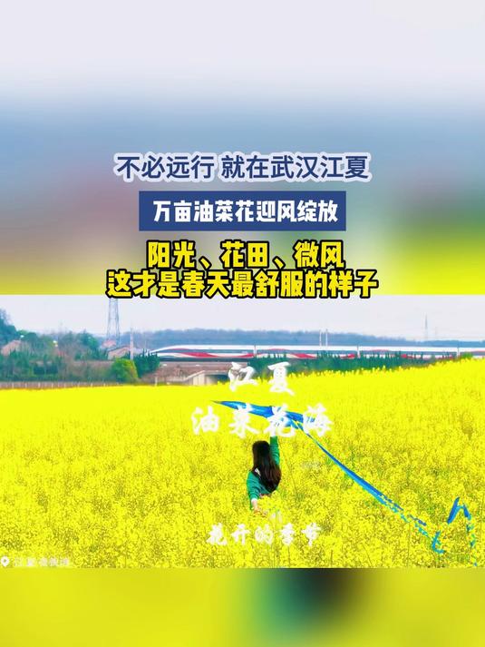 不必远行，就在武汉江夏，万亩油菜花迎风绽放，阳光、花田、微风，这才是春天最舒服的样子