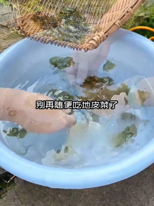 哪些人不能吃地皮菜？
