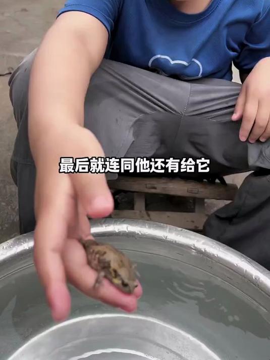 收获满满的小蝌蚪,乌龟是吃饱了,娃娃鱼还是一道闪电……#春日收藏家#