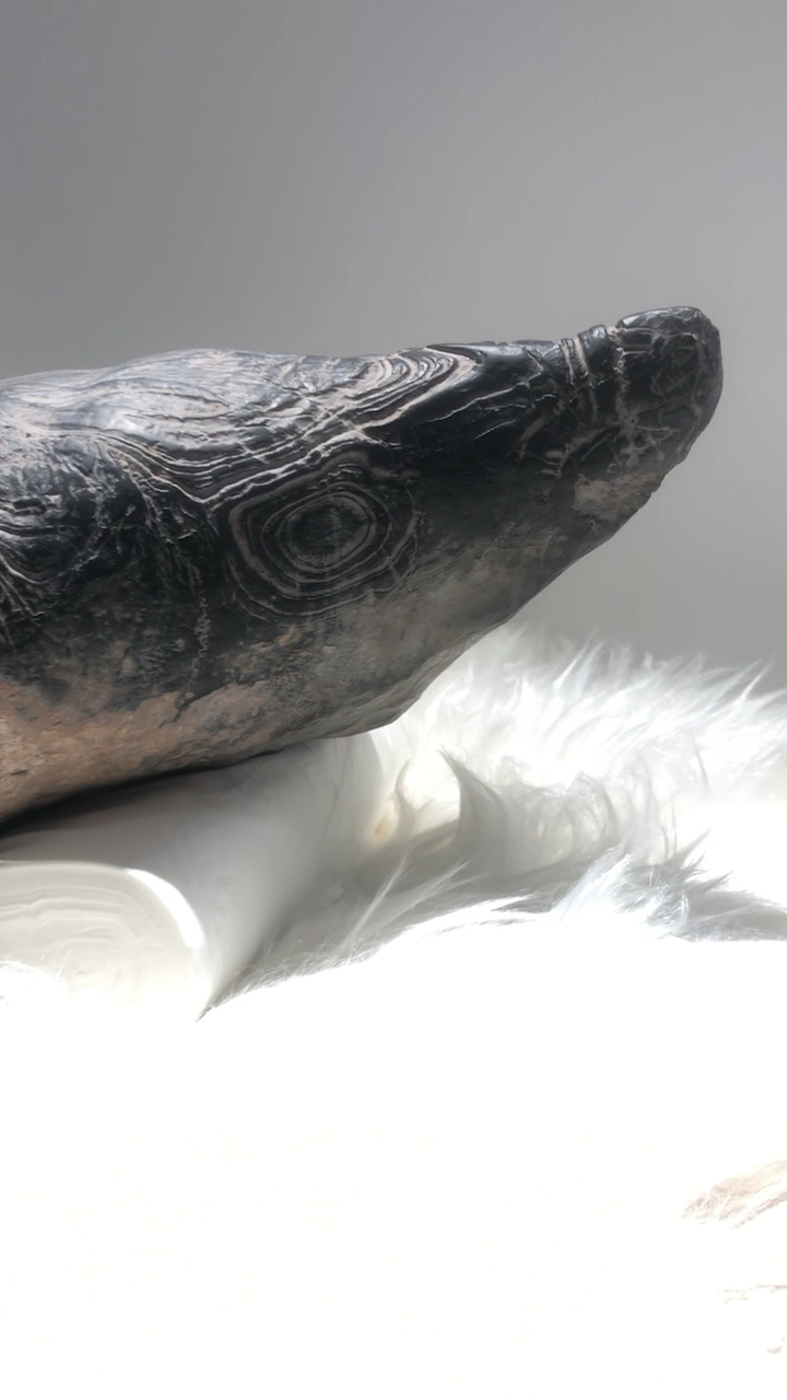 三十年前出土的白马头皮纹石__玄武