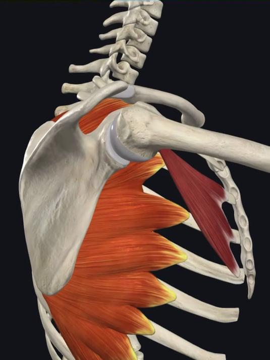 人体肌肉解剖-前锯肌