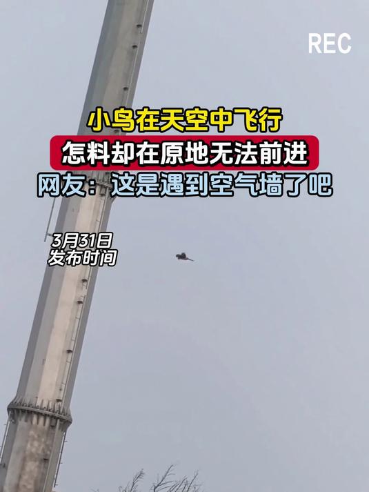 小鸟在天空中飞行,怎料却在原地无法前进,网友:这是遇到空气墙了吧