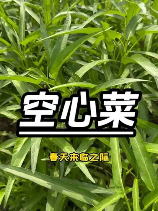 空心菜现在能种啦!教你咋种 阳台盆栽轻松搞定