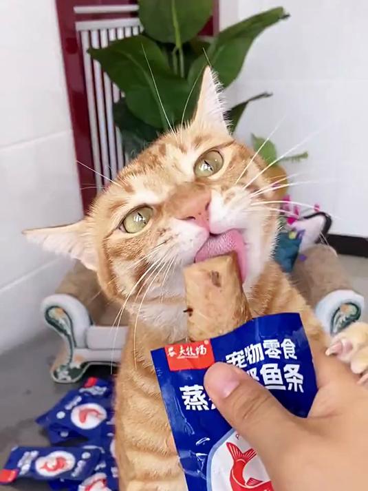 蒸煮鲣鱼条来自深海的鲣鱼条,天然鱼