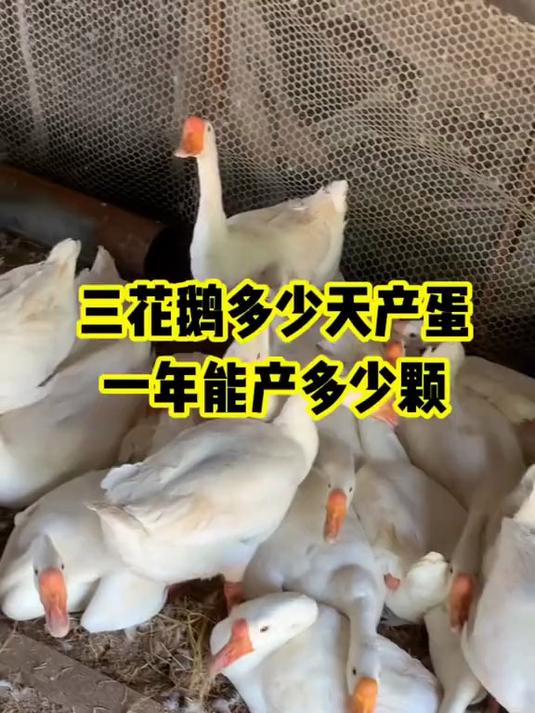 三花鹅多少天产蛋 一年能产多少颗