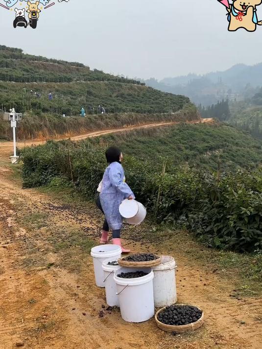 又脆又甜的云南红果参_没吃过的一定要试试哟!