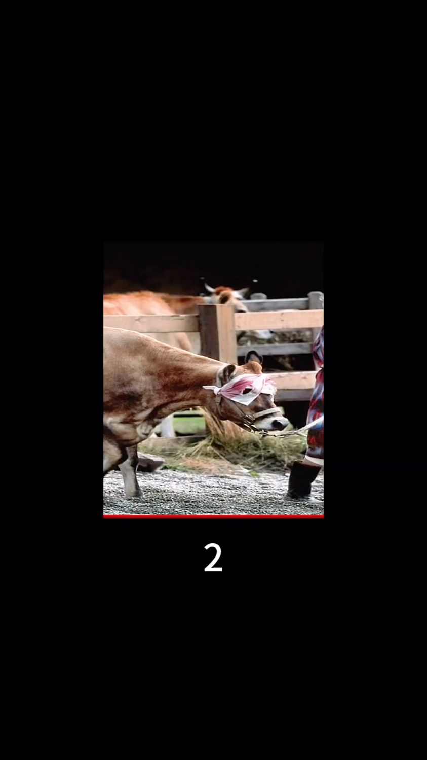 小姐姐每天用水牛来喂养鳄鱼,结果却酿成了一场悲剧