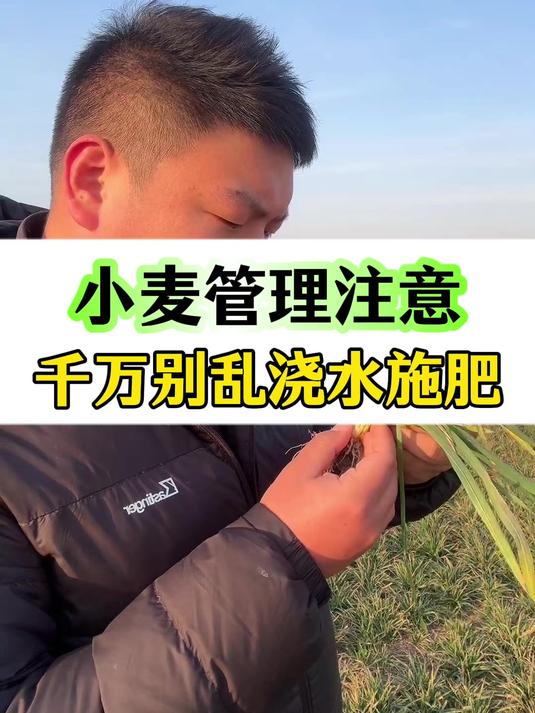 小麦年后管理要注意!千万别乱浇水乱施肥!