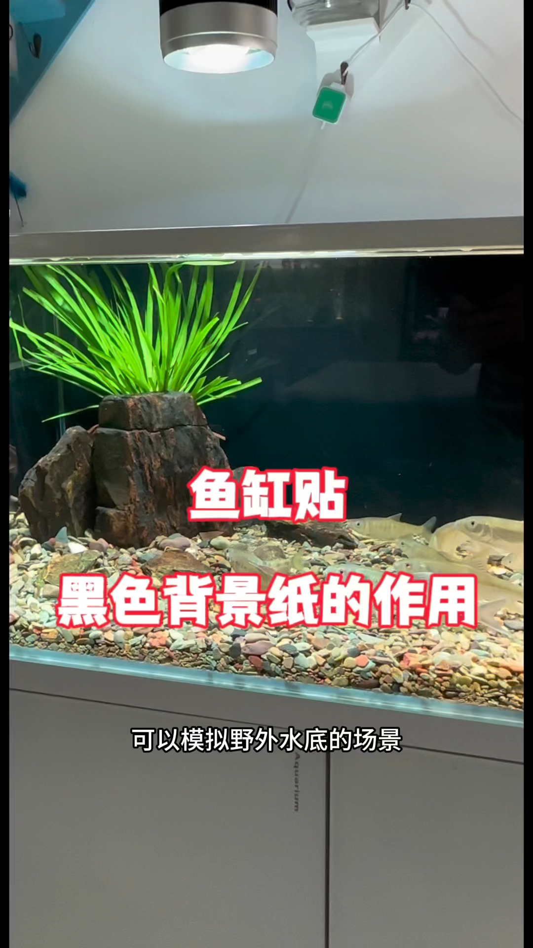 鱼缸贴黑色背景纸的作用#水族 #鱼缸里的大自然 #观赏鱼