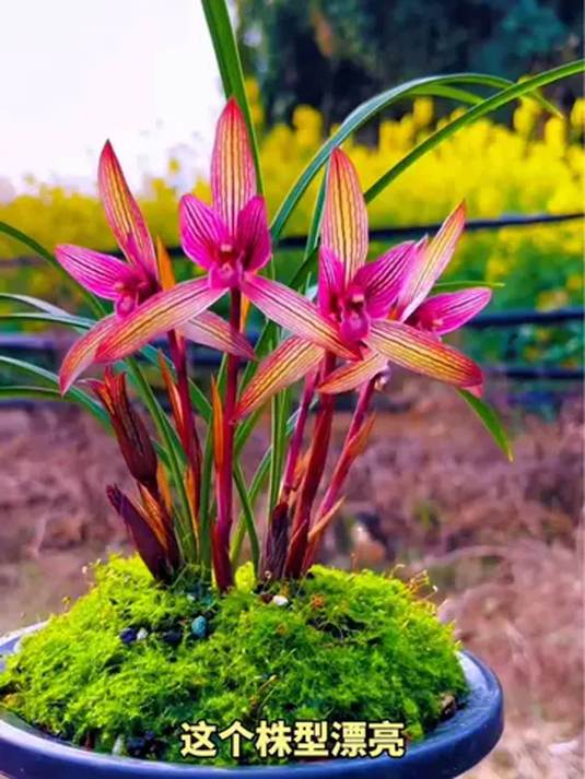 精品带花苞兰花,铭品绽放美如画,爱兰者必备