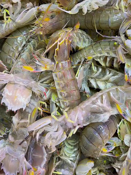 海蕴极鲜「活鲜」鲜活皮皮虾 新鲜虾爬子濑尿虾爬爬虾烧烤食材年货春节 500g(净重) 12
