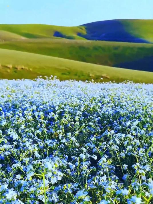 这些花的花语是什么，你知道吗#勿忘我##花海治愈#